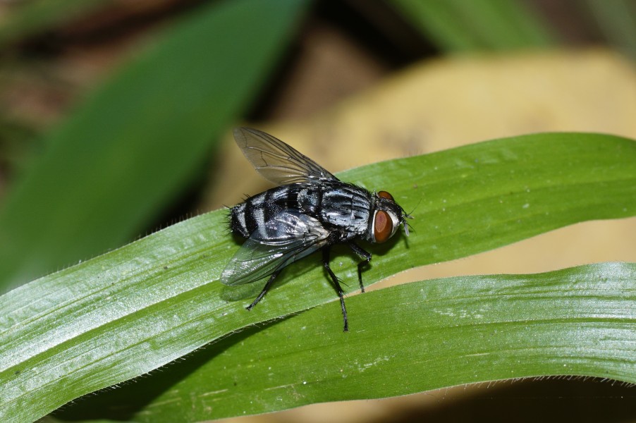 Tachina fly 6752