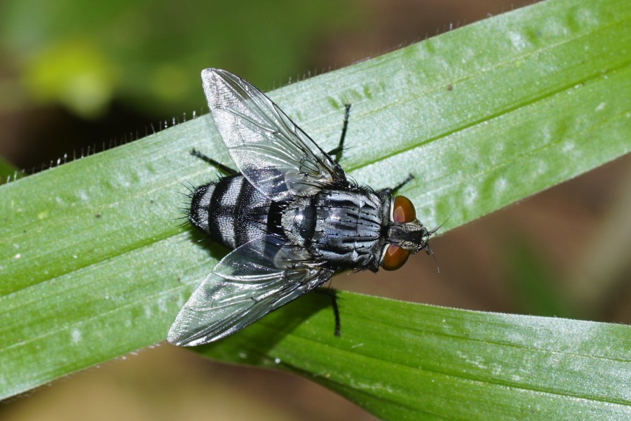 Tachina fly 6756