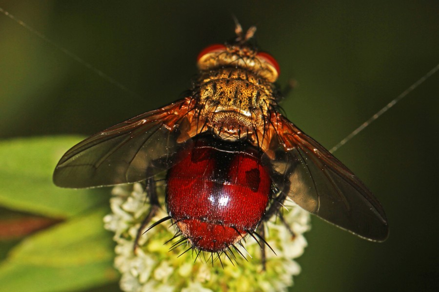 Tachinid Fly - Archytas species, Okaloacoochee Slough State Forest, Felda, Florida