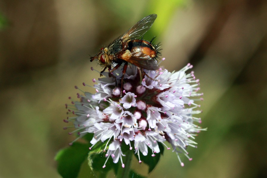 Tachinid fly (Peleteria varia)