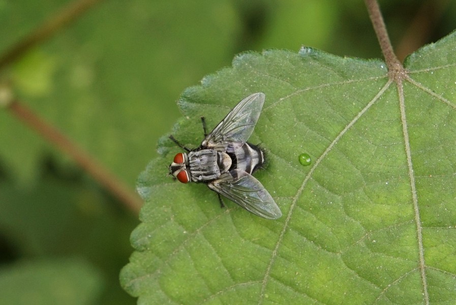 Tachinidae 2587