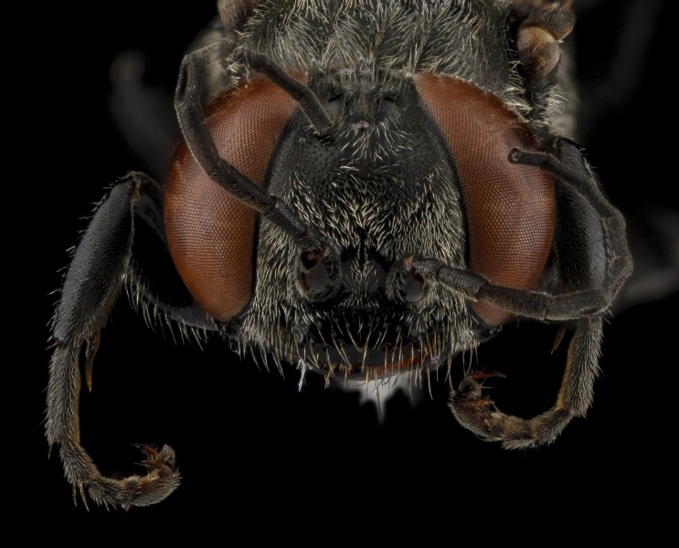 Tachyspex alayoi, female BIML USGS