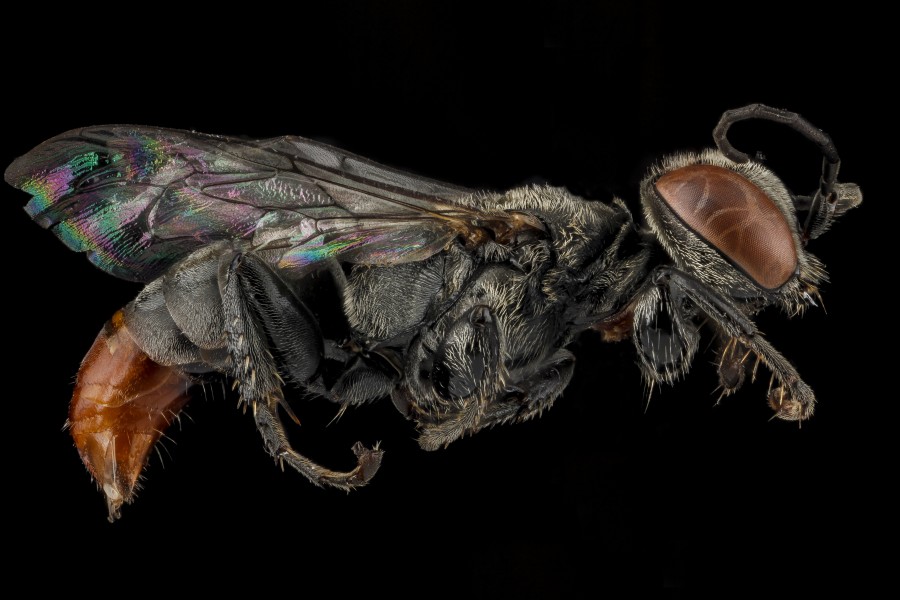 Tachysphex alayoi, Female, Side, Guantanamo Bay, Cuba 2012-11-01-18
