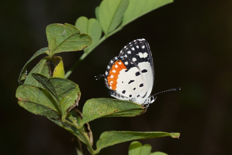 Talicada nyseus 03385