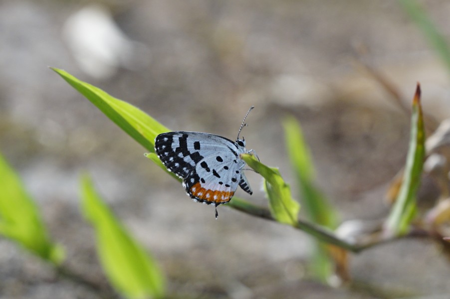 Talicada nyseus 6591