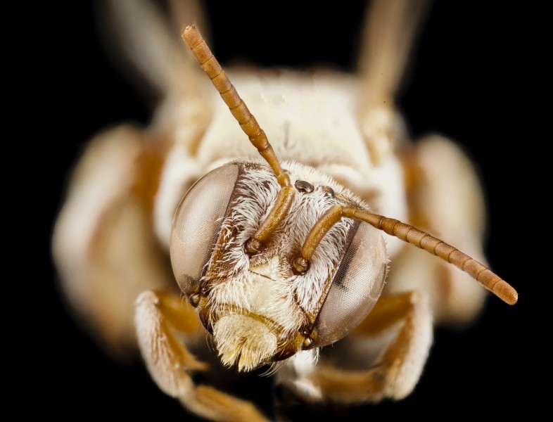 Tarsalia persica, f, iran, face 2014-08-14-14.18.36 ZS PMax (15570919456) (2)
