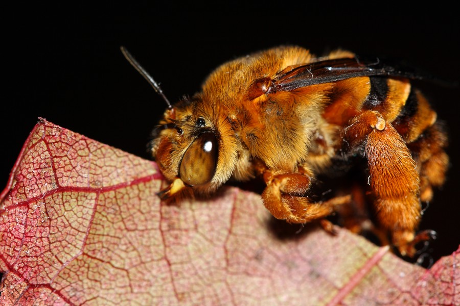 Teddy Bear Bee (2354272190)