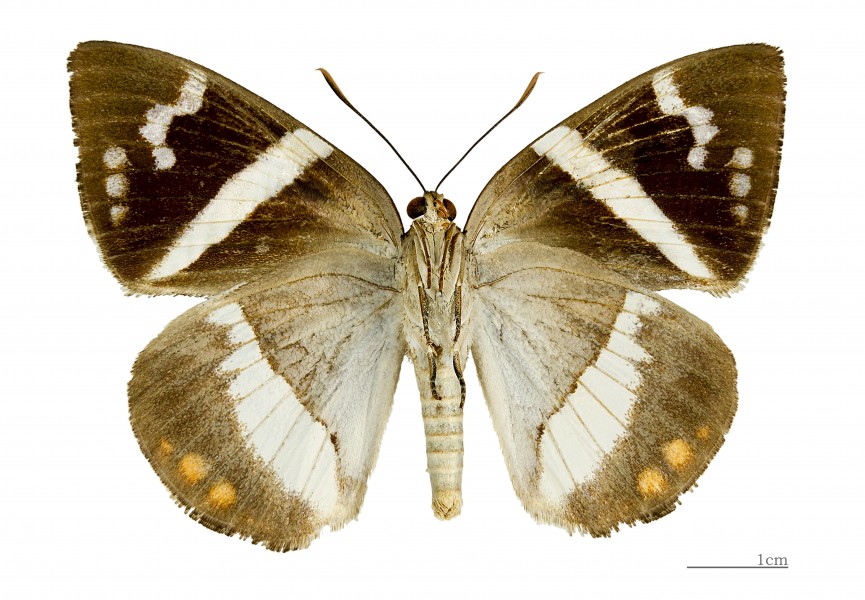 Telchin licus MHNT ventre