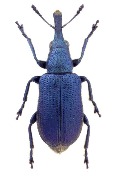 Temnocerus tomentosus