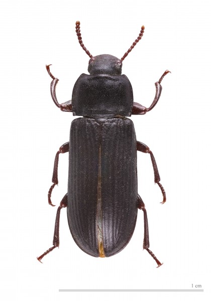 Tenebrio molitor MHNT