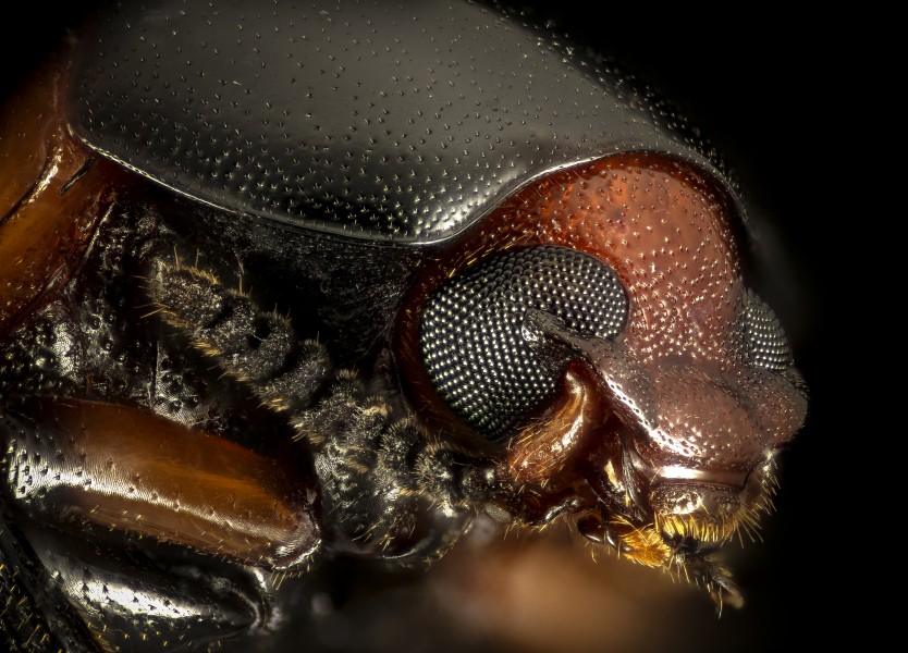 Tenebrionidae beetle, Little Stsimons Island, Georgia, face 2016-02-03-16.28 (24184497233)