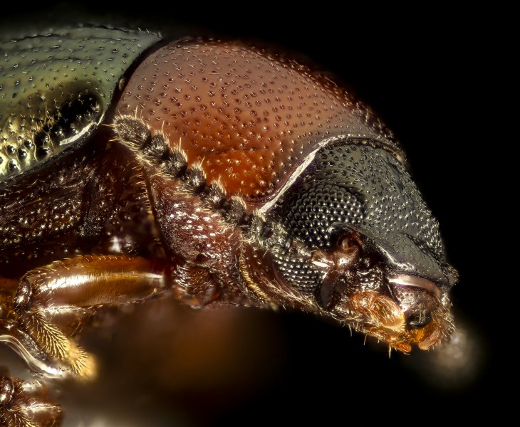 Tenebrionidae Beetle, Little Stsimons Island, Georgia, face 2016-02-03-17.04 (24717881181)