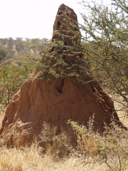 Termite mound -Etosha National Park, Namibia-8