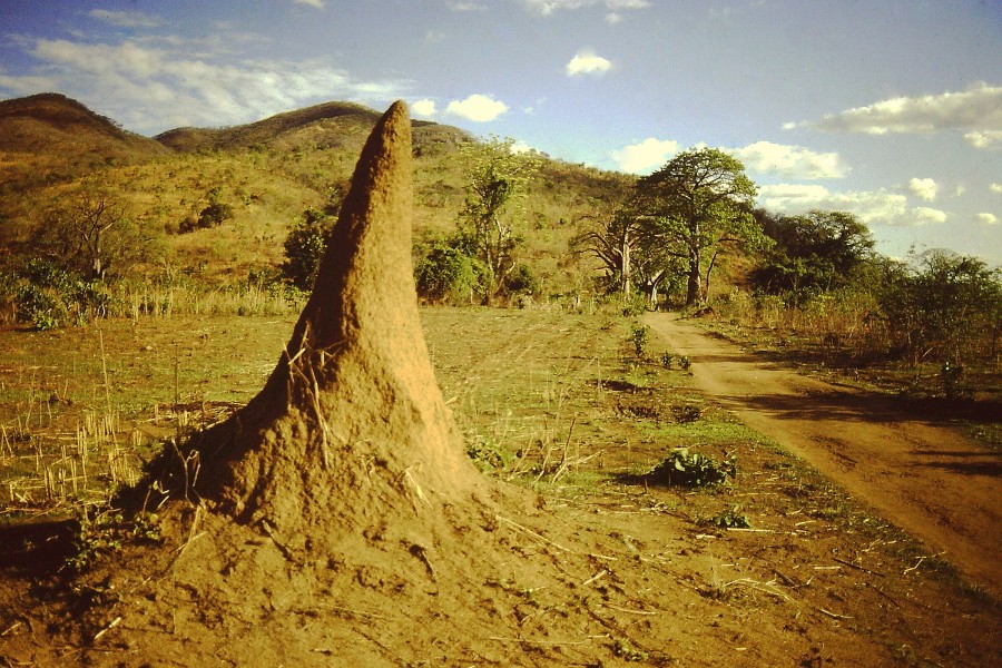 Termite mound Nyassa lake
