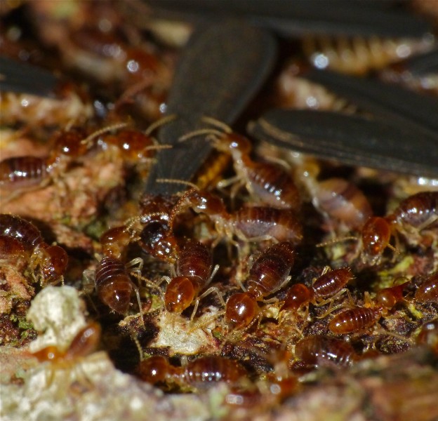 Termites (Nasutitermes sp.) with alates (15495468128)