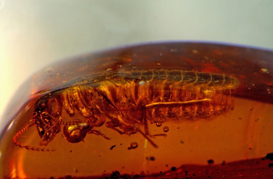 Termitoidea 5 mm - Dominican Republic