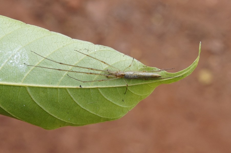 Tetragnatha Sp 7989