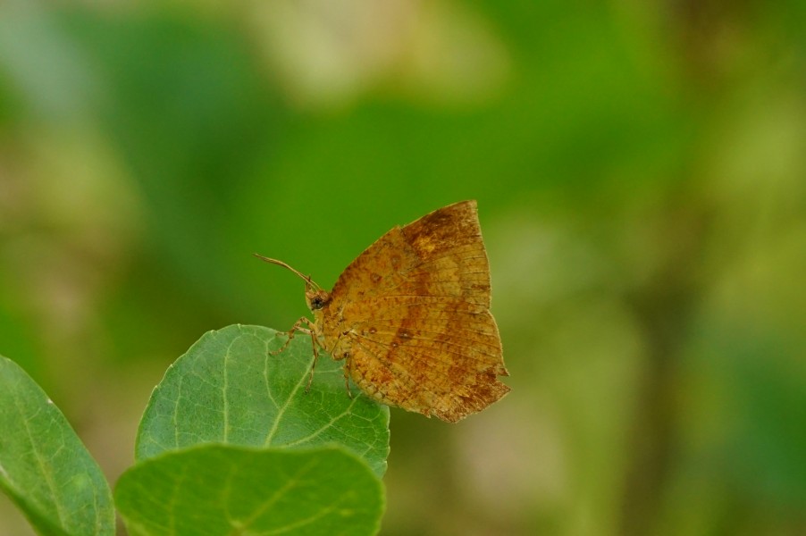 Tetragonus catamitus09393