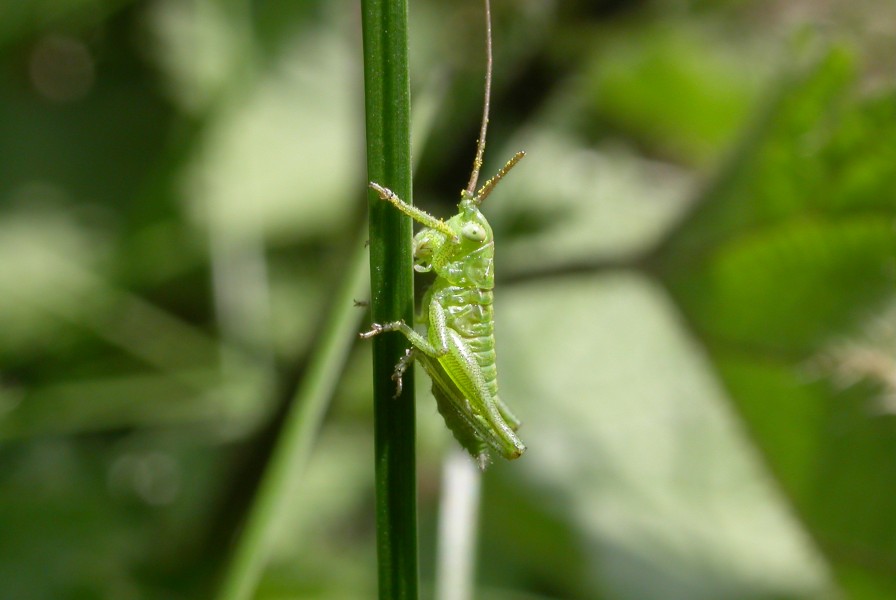 Tettigonia viridissima larva (2388947714)
