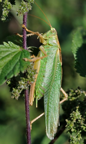 Tettigonia viridissima qtl4