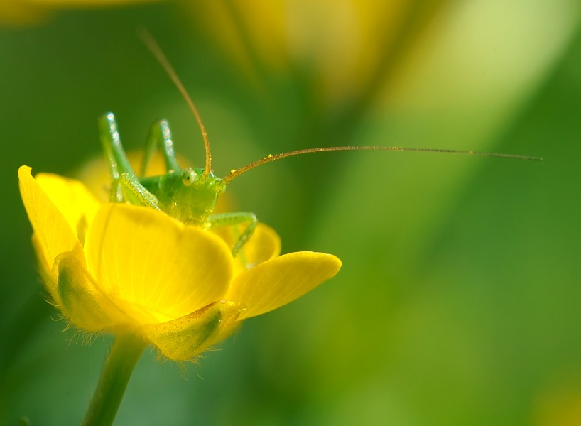 Tettigoniidae and Ranunculaceae 2 Luc Viatour