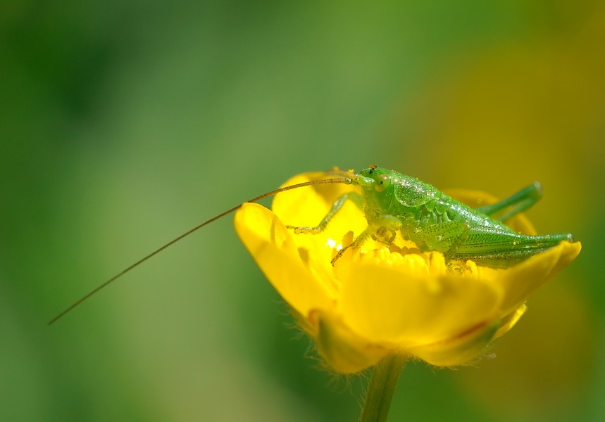 Tettigoniidae and Ranunculaceae 3 Luc Viatour