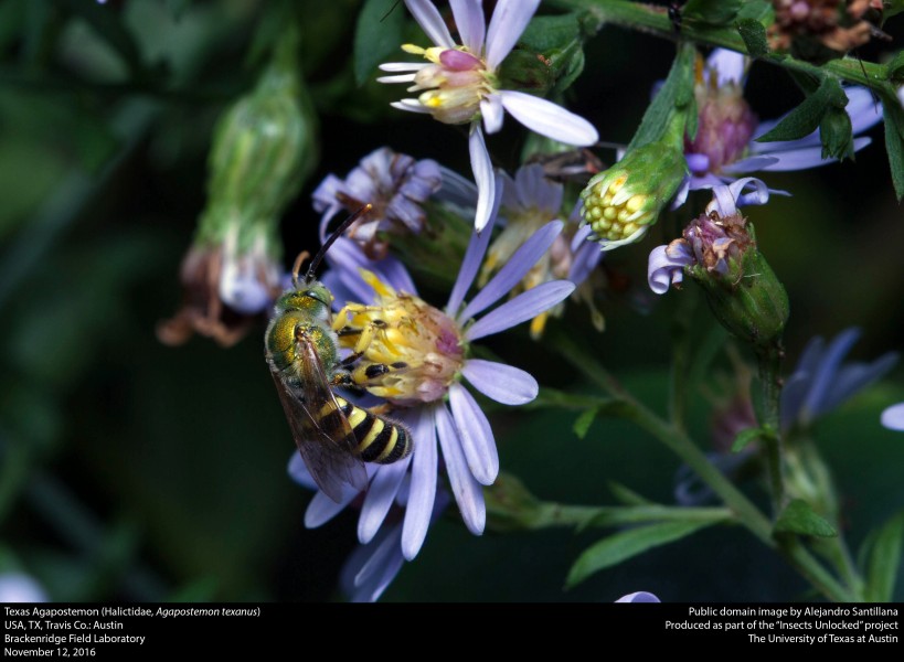 Texas Agapostemon (Halictidae, Agapostemon texanus) (30941172200)