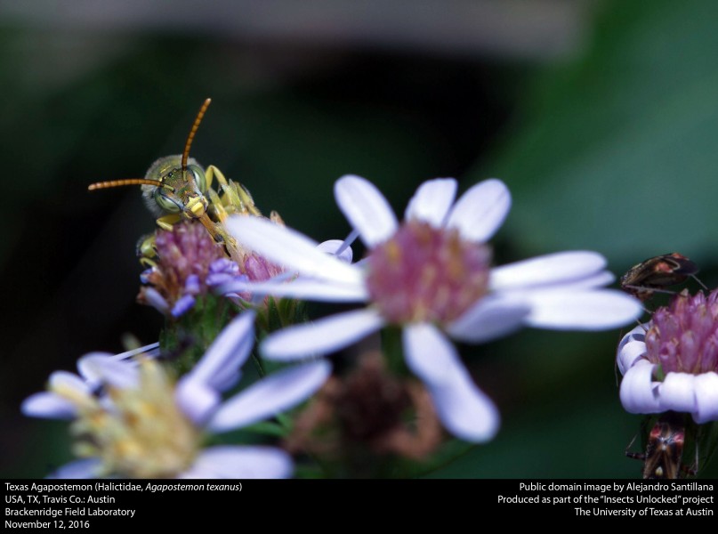Texas Agapostemon (Halictidae, Agapostemon texanus) (31165237482)