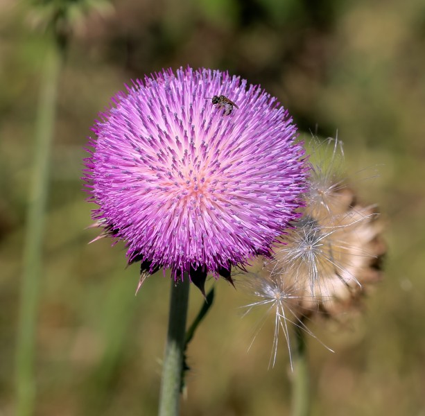 Texas invasive Musk Thistle 1