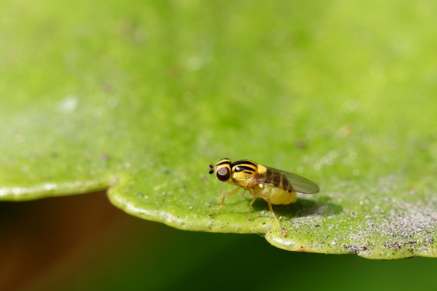 Thaumatomyia
