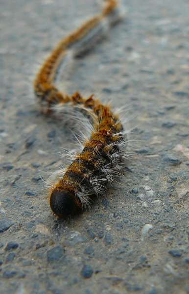 Thaumetopoea pityocampa Galiza