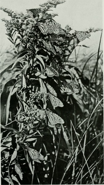 The American Museum journal (c1900-(1918)) (17537549904)