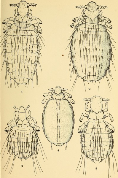 The Anoplura and Mallophaga of North American mammals (1915) (19180859110)
