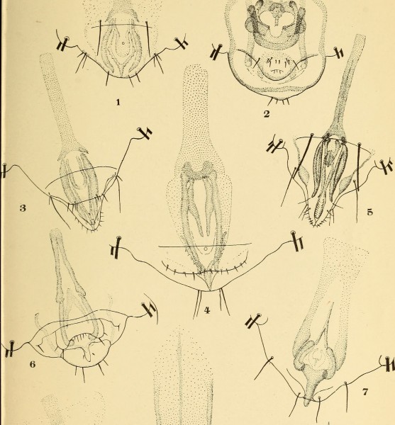 The Anoplura and Mallophaga of North American mammals (1915) (19180871960)