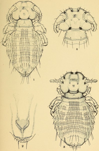 The Anoplura and Mallophaga of North American mammals (1915) (19362394652)
