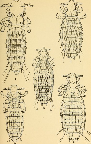 The Anoplura and Mallophaga of North American mammals (1915) (19372543731)