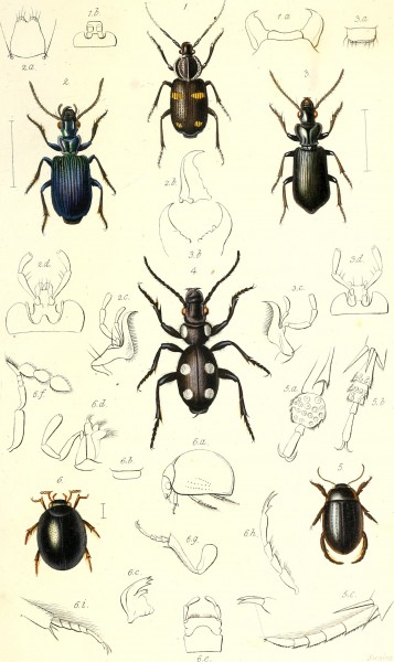 The coleopterist's manual (1837) (20040449474)