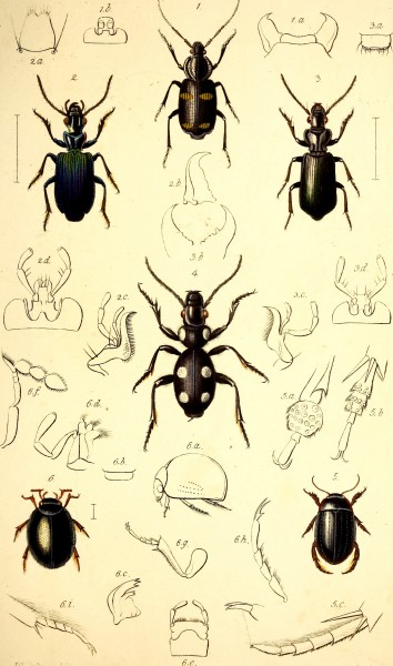 The coleopterist's manual (1837) (20040468224)