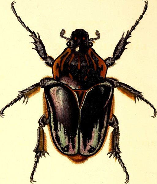 The coleopterist's manual (1837) (20474943850)
