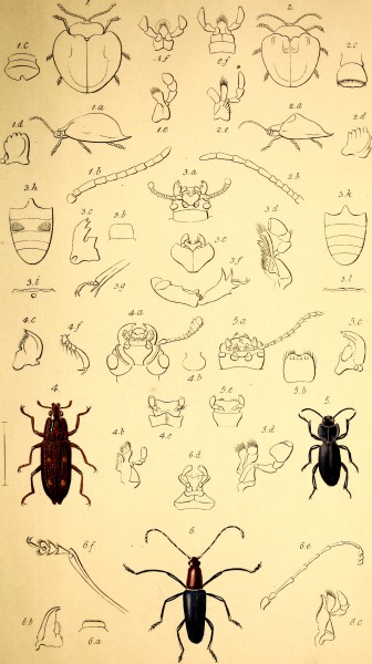 The coleopterist's manual (1837) (20475046648)