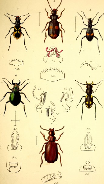 The coleopterist's manual (1837) (20636761376)