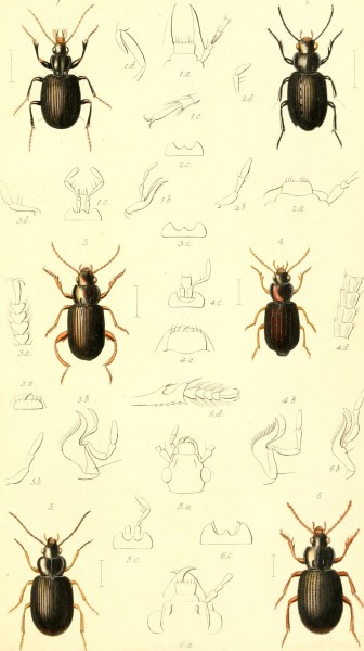 The coleopterist's manual (1838) (20475024098)