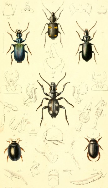 The coleopterist's manual (1838) (20669741021)