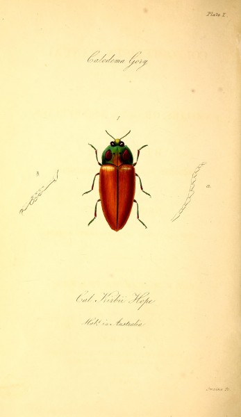 The coleopterist's manual (Plate I) BHL42664684