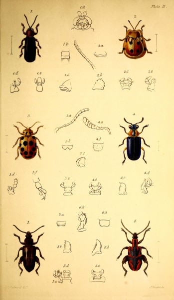 The coleopterist's manual (Plate II) BHL42664883