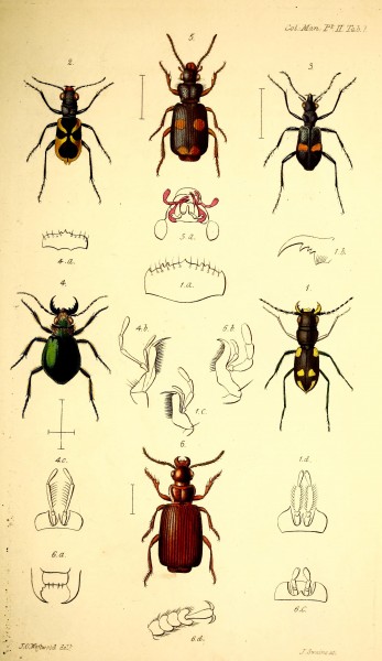 The coleopterist's manual (Tab. 1) BHL42664677