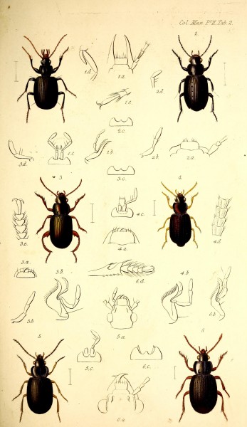 The coleopterist's manual (Tab. 2) BHL42664679
