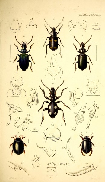 The coleopterist's manual (Tab. 3) BHL42664681