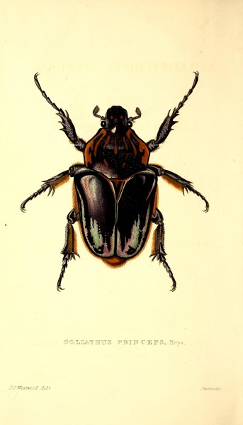 The coleopterist's manual BHL42664431