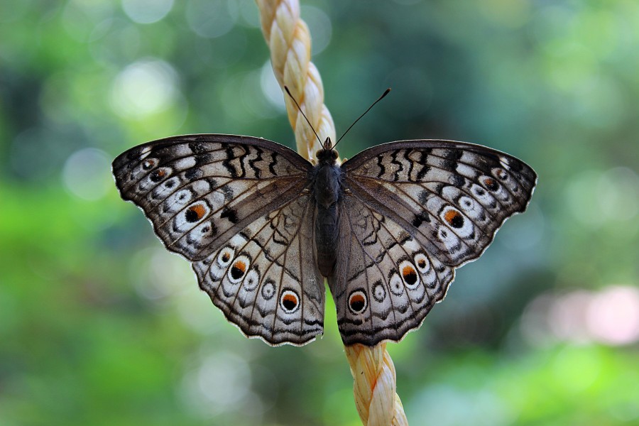 The gray pansy